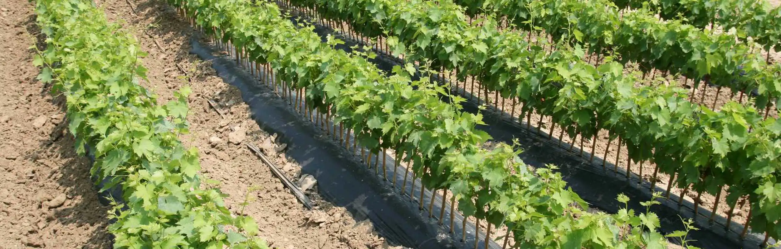 Prodotti per l'agricoltura Verona