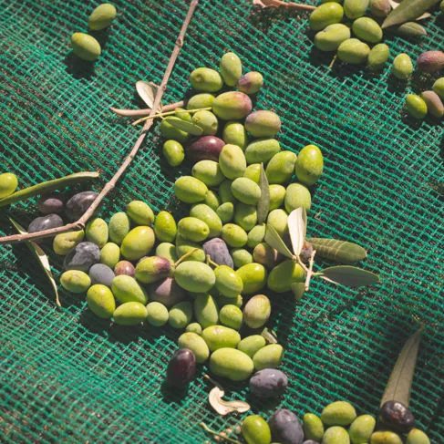 RETI PER OLIVE